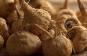Salud: Beneficios que aporta el consumo de maca