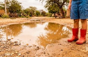 Confirman tres fallecidos por leptospirosis en Piura