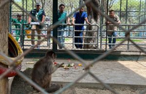 Primates del parque Kurt Beer se recuperan tras ola de calor