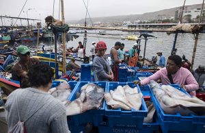 Piura: pesca de pota busca orden y sostenibilidad