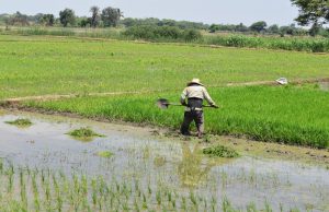 Piura lidera producción nacional de arroz con 534 mil toneladas