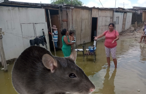Minsa emite alerta epidemiológica por leptospirosis ante aumento de casos por lluvias intensas