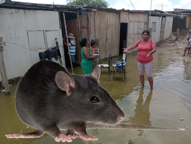 leptospirosis