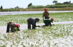 Piura: Productores de Sechura convocan movilización por crisis arrocera