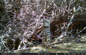 Piura: Gato de pajonal es registrado en Reserva Nacional Illescas