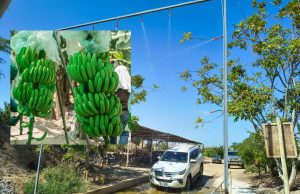 Piura: Implementan protocolos de bioseguridad para combatir el Fusarium