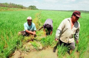 Piura: agricultores exigen soluciones y mesa con ministro de Agricultura