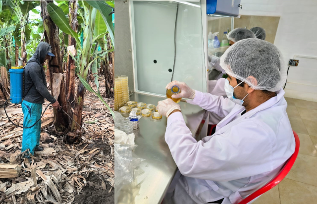 Cadena productiva del banano orgánico