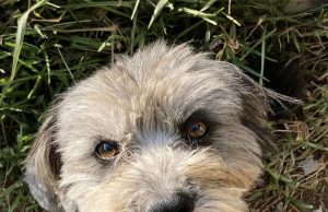 Denuncian que policía asesinó a balazos a un perro en Piura