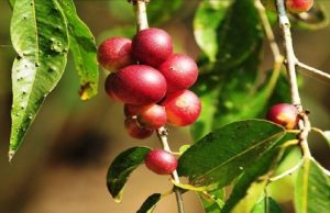 Salud: Camu camu, aliado natural para reforzar el sistema inmune