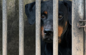 Aprueban hasta ocho años de cárcel por maltrato animal