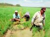 Crisis arrocera pone en riesgo economía del Medio y Bajo Piura