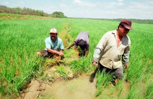 Crisis arrocera pone en riesgo economía del Medio y Bajo Piura