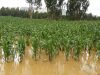 Fenómeno El Niño pondría en riesgo hasta treinta mil hectáreas en Piura