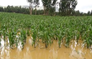 Fenómeno El Niño pondría en riesgo hasta treinta mil hectáreas en Piura
