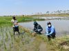 Piura: San Lorenzo autoriza 2020 hectáreas para siembra de arroz bajo estricto control