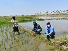 Piura: San Lorenzo autoriza 2020 hectáreas para siembra de arroz bajo estricto control