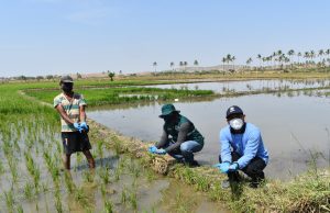Piura: San Lorenzo autoriza 2020 hectáreas para siembra de arroz bajo estricto control