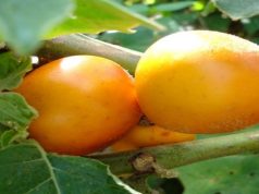 Salud: Conozca los beneficios de la cocona para el organismo