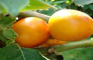 Salud: Conozca los beneficios de la cocona para el organismo