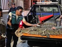 Cocodrilo rescatado en Los Órganos fue evaluado para su reubicación