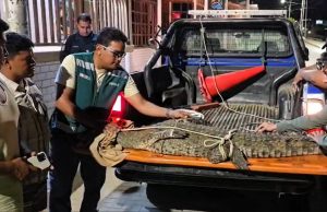 Cocodrilo rescatado en Los Órganos fue evaluado para su reubicación