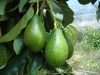 Salud: Los beneficios de consumir palta de forma moderada