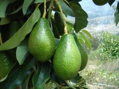 Salud: Los beneficios de consumir palta de forma moderada