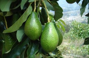 Salud: Los beneficios de consumir palta de forma moderada