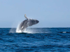 Piura y Tumbes se preparan para la temporada de avistamiento de ballenas