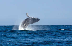 Piura y Tumbes se preparan para la temporada de avistamiento de ballenas
