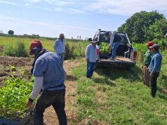Implementan parcelas de maracuyá de alta calidad como alternativa del banano