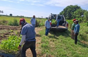 Implementan parcelas de maracuyá de alta calidad como alternativa del banano