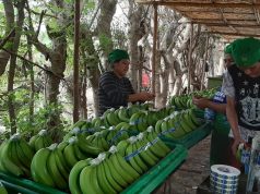 Piura lidera exportación de banano orgánico y fortalece mercados globales