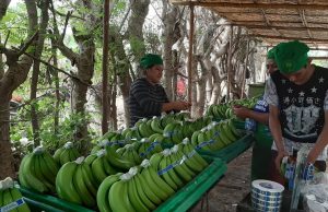 Piura lidera exportación de banano orgánico y fortalece mercados globales