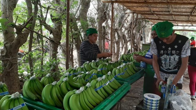 banano-en-querecotillo-1