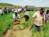 Midagri aprueba compra extraordinaria de arroz para apoyo nacional
