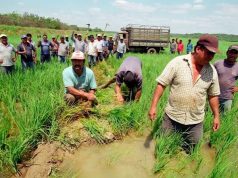 Midagri aprueba compra extraordinaria de arroz para apoyo nacional