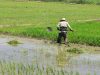 El agro en Piura creció entre enero y abril pero el FEN amenaza los cultivos