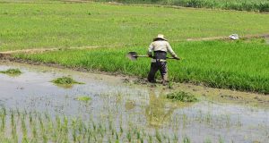 El agro en Piura creció entre enero y abril pero el FEN amenaza los cultivos