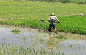 El agro en Piura creció entre enero y abril pero el FEN amenaza los cultivos