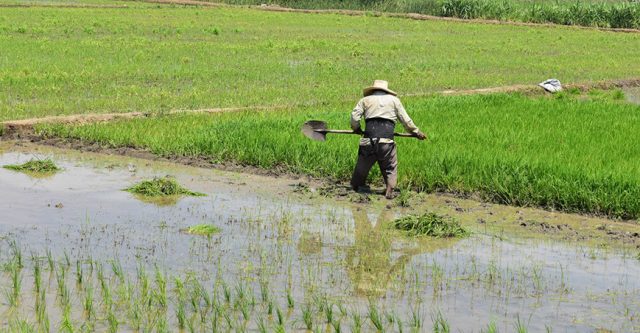 Agro en Piura creció