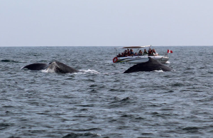 El Mincetur inicia en Los Órganos la temporada de avistamiento de ballenas