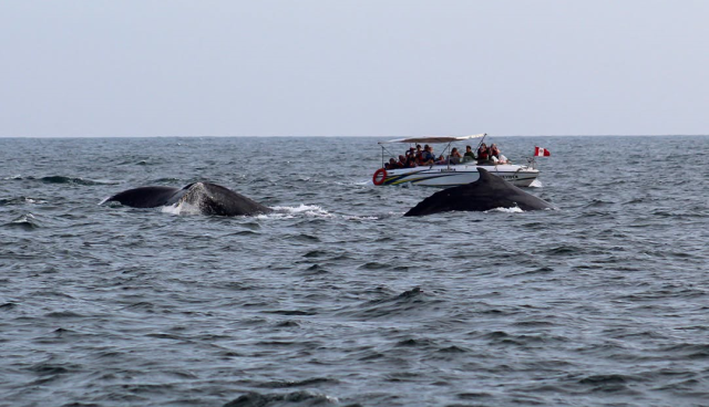 Avistamiento de ballenas