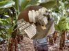 Piura: Aplican bioinsumos para combatir las plagas del banano