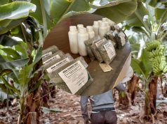 Piura: Aplican bioinsumos para combatir las plagas del banano