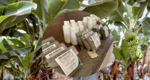 Piura: Aplican bioinsumos para combatir las plagas del banano
