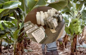 Piura: Aplican bioinsumos para combatir las plagas del banano