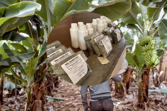 Bioinsumos para el banano