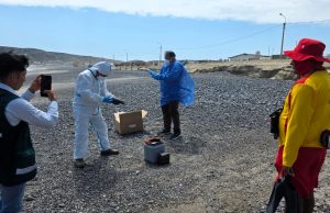 Piura: Serfor coordina acciones por fauna marina varada